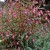 himalayan balsam