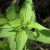 nettle