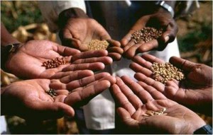 Seed Economics
