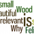 felix-wood-wordle