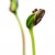seed germinating