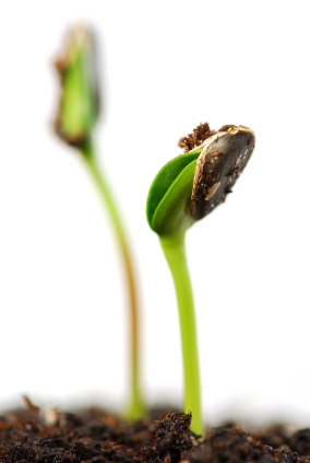 All about seeds
