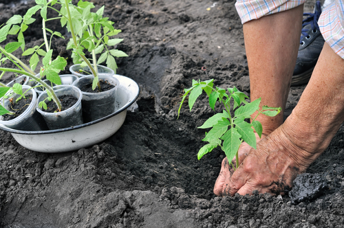 A few tips to help you start a vegetable garden