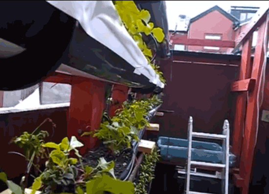 Film: Vertical Gardening