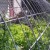 rp_sum-greens-in-grhouse-300x218.jpeg
