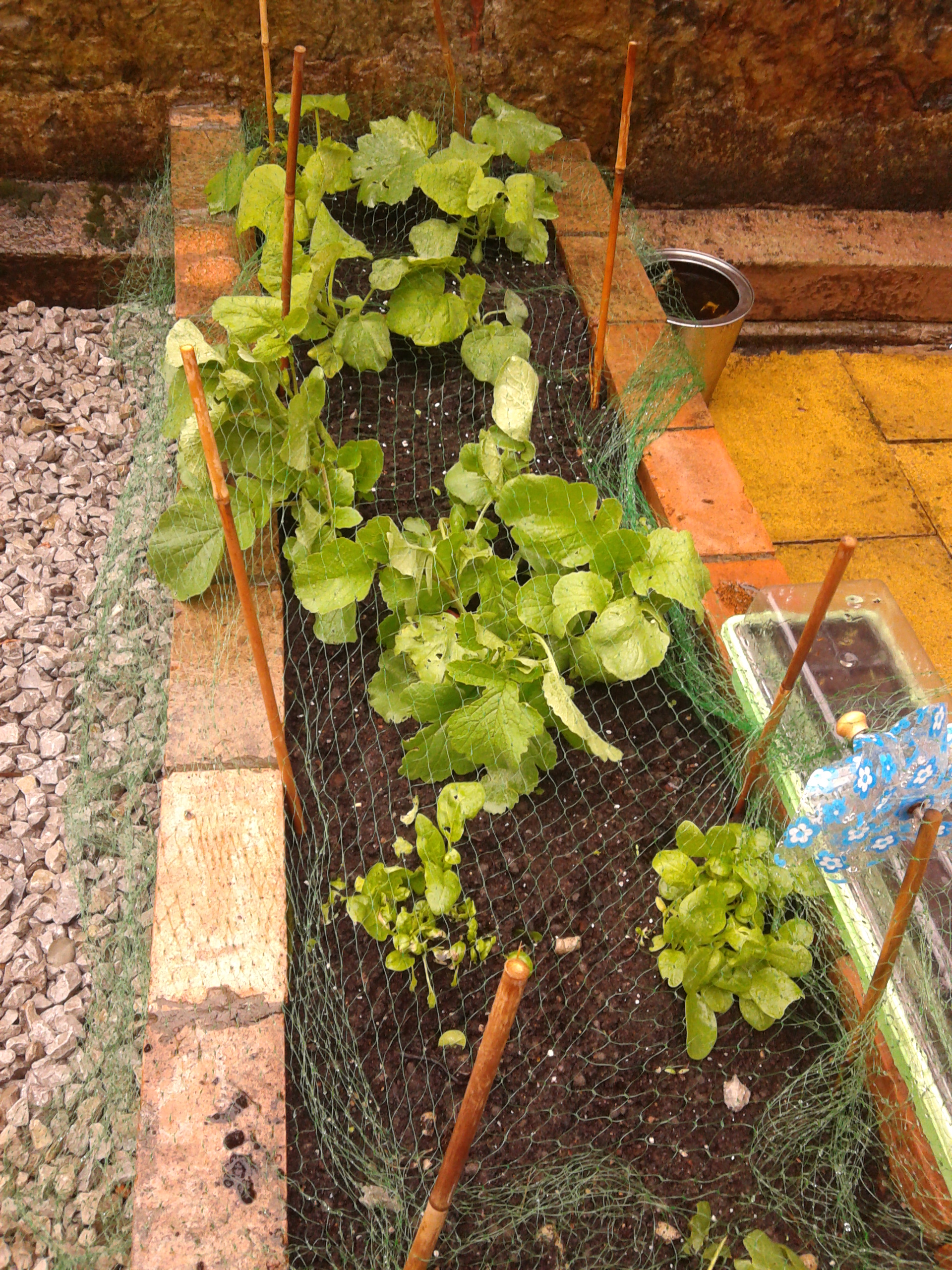 Bolton Urban Growers a community food project
