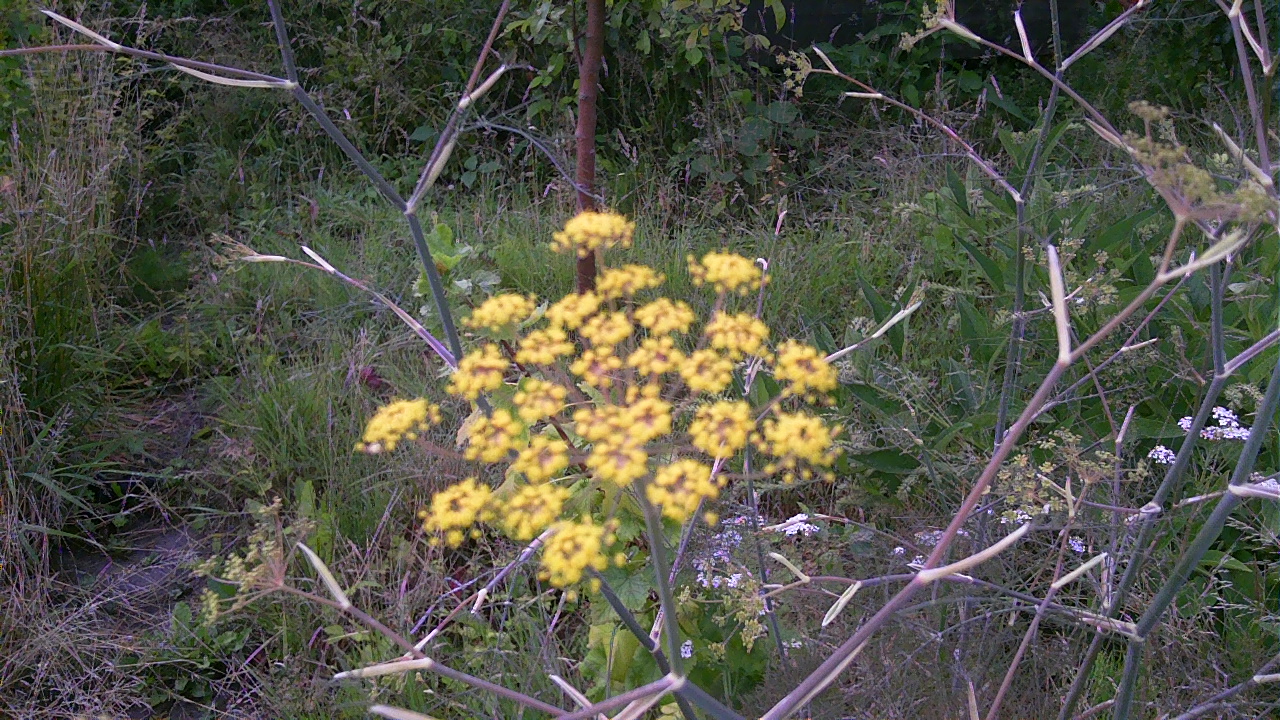 Permaculture allotment plot – lessons learned
