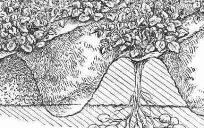 How to grow potatoes