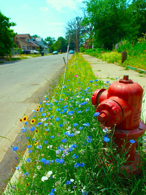 Permaculture, Queerness & Feminism