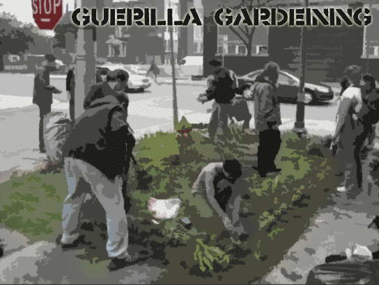 Guerrilla gardening