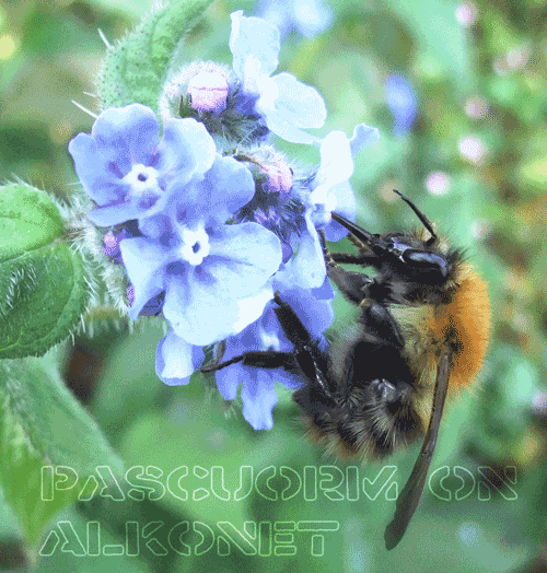 Film: Bees and Permaculture Article – Brigit Strawbridge