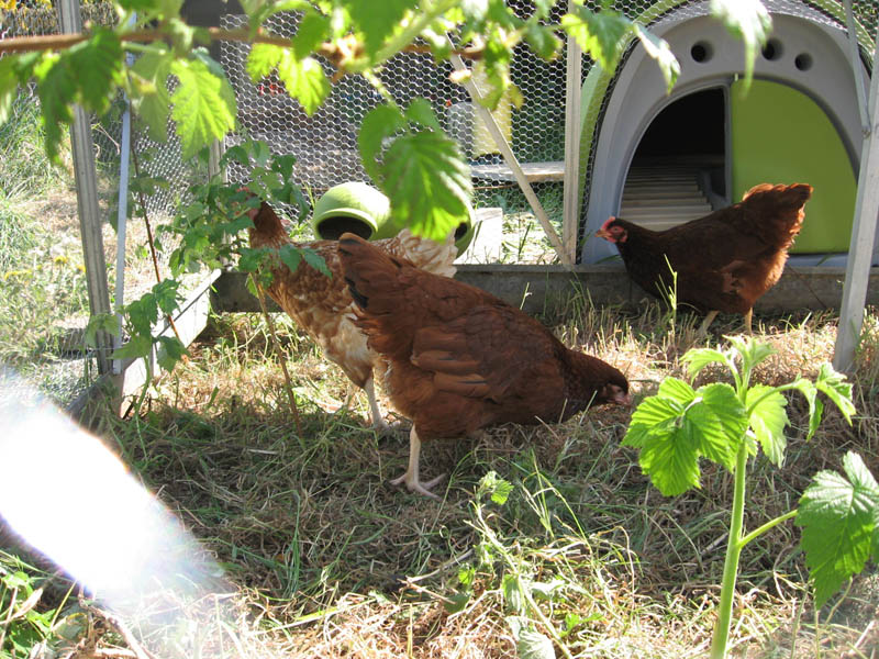 Thrifty times series: Keeping Chickens