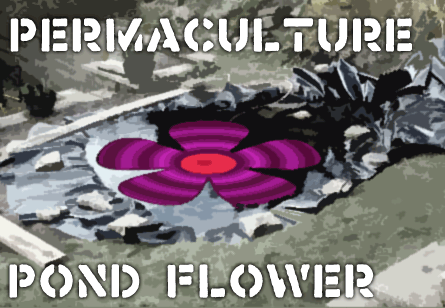 Experimental permaculture: The pond flower
