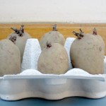 chitting-potatoes-week-one