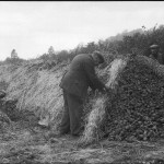 men-storing-potatoes-covering-clamps-of-them-with-straw-on-a-farm-in-surrey-england
