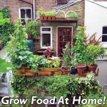 grow food at home